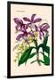 Orchid: Cattleya Harrisoniae-William Forsell Kirby-Framed Art Print