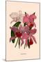 Orchid: Cattleya Labiata-null-Mounted Art Print