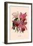 Orchid: Cattleya Labiata-null-Framed Premium Giclee Print