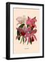 Orchid: Cattleya Labiata-null-Framed Premium Giclee Print