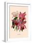 Orchid: Cattleya Labiata-null-Framed Premium Giclee Print