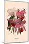 Orchid: Cattleya Labiata-null-Mounted Premium Giclee Print