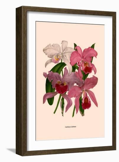 Orchid: Cattleya Labiata-null-Framed Art Print