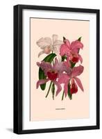 Orchid: Cattleya Labiata-null-Framed Art Print