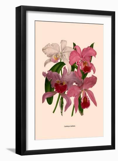 Orchid: Cattleya Labiata-null-Framed Art Print