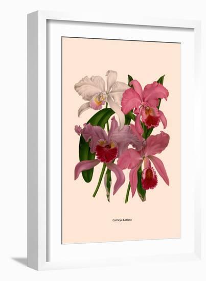 Orchid: Cattleya Labiata-null-Framed Art Print