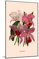 Orchid: Cattleya Labiata-null-Mounted Art Print