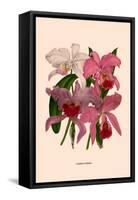 Orchid: Cattleya Labiata-null-Framed Stretched Canvas