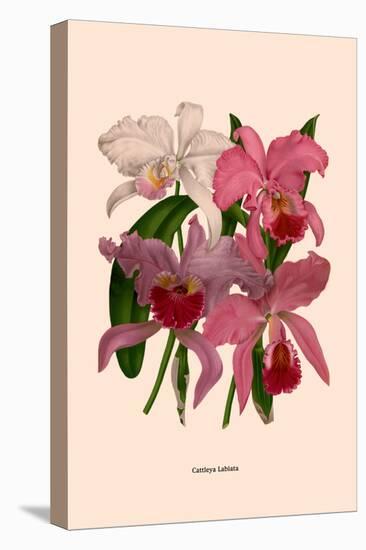 Orchid: Cattleya Labiata-null-Stretched Canvas