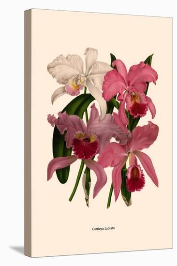 Orchid: Cattleya Labiata-null-Stretched Canvas