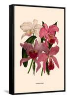 Orchid: Cattleya Labiata-null-Framed Stretched Canvas