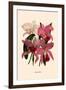 Orchid: Cattleya Labiata-null-Framed Art Print