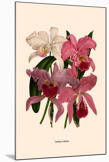 Orchid: Cattleya Labiata-null-Mounted Art Print