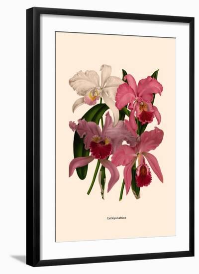 Orchid: Cattleya Labiata-null-Framed Art Print