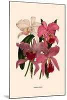 Orchid: Cattleya Labiata-null-Mounted Art Print