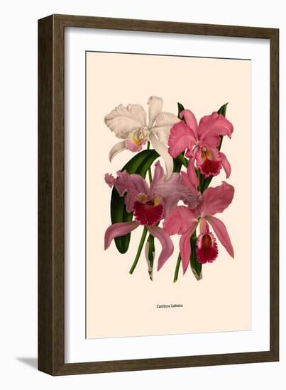 Orchid: Cattleya Labiata-null-Framed Art Print