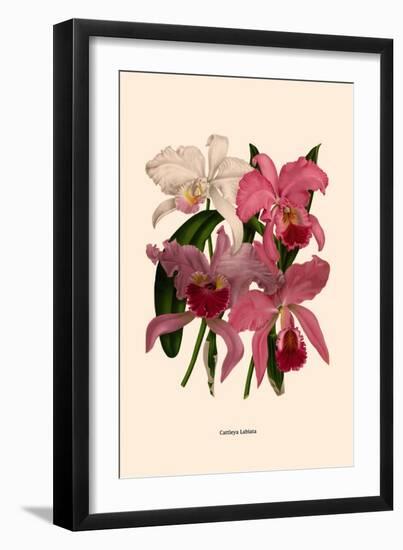 Orchid: Cattleya Labiata-null-Framed Art Print