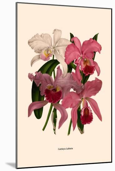 Orchid: Cattleya Labiata-null-Mounted Art Print