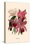 Orchid: Cattleya Labiata-null-Stretched Canvas