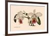 Orchid: Cattleya Mossia Vestalis-null-Framed Premium Giclee Print