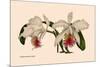 Orchid: Cattleya Mossia Vestalis-null-Mounted Premium Giclee Print