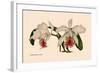 Orchid: Cattleya Mossia Vestalis-null-Framed Art Print