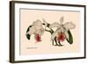 Orchid: Cattleya Mossia Vestalis-null-Framed Art Print