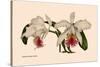 Orchid: Cattleya Mossia Vestalis-null-Stretched Canvas