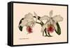 Orchid: Cattleya Mossia Vestalis-null-Framed Stretched Canvas