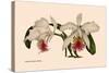 Orchid: Cattleya Mossia Vestalis-null-Stretched Canvas