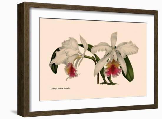 Orchid: Cattleya Mossia Vestalis-null-Framed Art Print