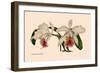 Orchid: Cattleya Mossia Vestalis-null-Framed Art Print
