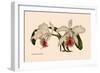 Orchid: Cattleya Mossia Vestalis-null-Framed Art Print