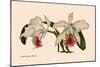 Orchid: Cattleya Mossia Vestalis-null-Mounted Art Print