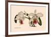 Orchid: Cattleya Mossia Vestalis-null-Framed Art Print