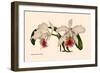 Orchid: Cattleya Mossia Vestalis-null-Framed Premium Giclee Print