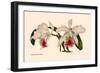 Orchid: Cattleya Mossia Vestalis-null-Framed Premium Giclee Print