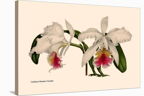 Orchid: Cattleya Mossia Vestalis-null-Stretched Canvas