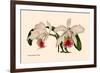 Orchid: Cattleya Mossia Vestalis-null-Framed Art Print