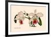 Orchid: Cattleya Mossia Vestalis-null-Framed Art Print