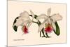 Orchid: Cattleya Mossia Vestalis-null-Mounted Art Print