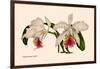 Orchid: Cattleya Mossia Vestalis-null-Framed Art Print