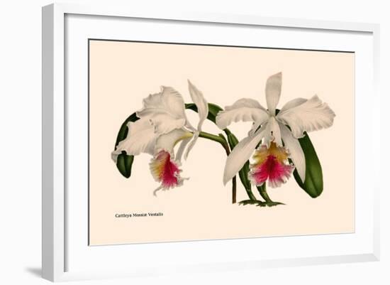 Orchid: Cattleya Mossia Vestalis-null-Framed Art Print