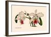 Orchid: Cattleya Mossia Vestalis-null-Framed Art Print