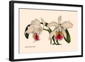 Orchid: Cattleya Mossia Vestalis-null-Framed Art Print