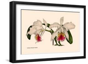 Orchid: Cattleya Mossia Vestalis-null-Framed Art Print