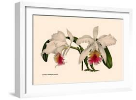 Orchid: Cattleya Mossia Vestalis-null-Framed Art Print