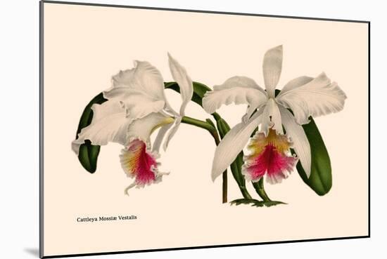 Orchid: Cattleya Mossia Vestalis-null-Mounted Art Print