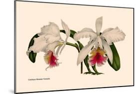 Orchid: Cattleya Mossia Vestalis-null-Mounted Art Print