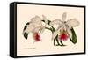 Orchid: Cattleya Mossia Vestalis-null-Framed Stretched Canvas